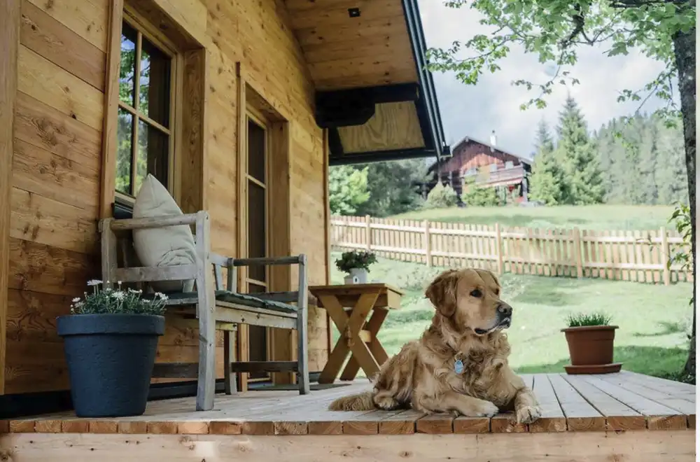 Où dormir avec un chien en Isère ? Découvrez nos gîtes qui acceptent les animaux