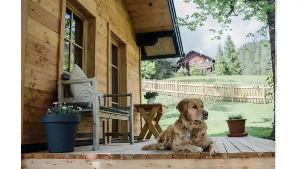 Où dormir avec un chien en Isère ? Découvrez nos gîtes qui acceptent les animaux Où dormir avec un chien en Isère ? Découvrez nos gîtes qui acceptent les animaux